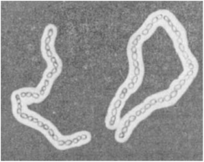 Капсулы бактерий