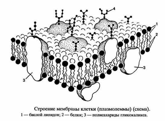 Строение плазмалеммы