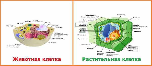 Растительная и животная клетки