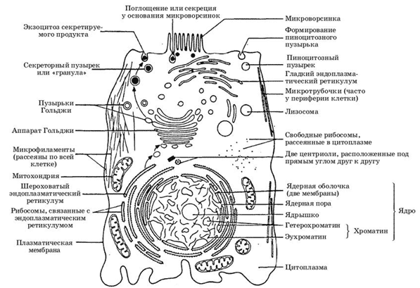 Строение эукариотической клетки схема
