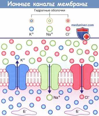 Ионные каналы мембраны нейрона