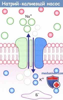 Строение натрий-калиевого насоса