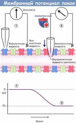 Мембранный потенциал покоя