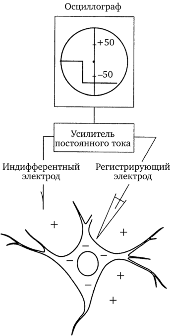 Мембранный потенциал (потенциал покоя клетки)