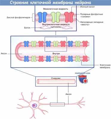 Строение клеточной мембраны нейрона