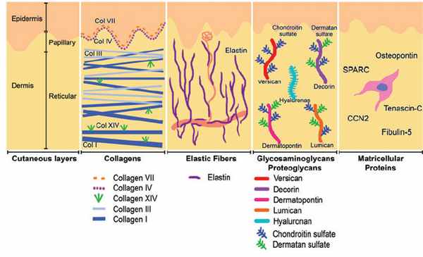 Рис. 4. Схематичное представление слоев кожи и распределения коллагенов разных типов.
