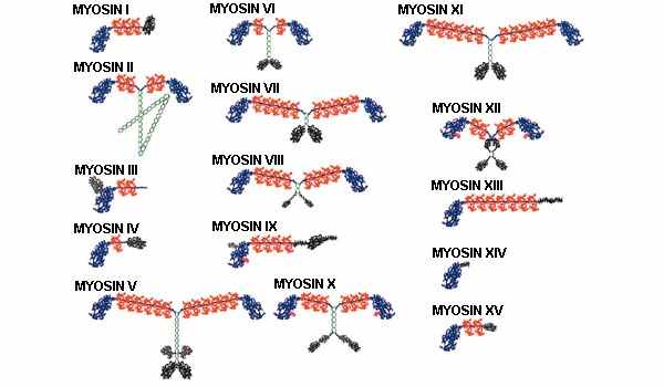 Рис. 6. Вот какие разные бывают миозины