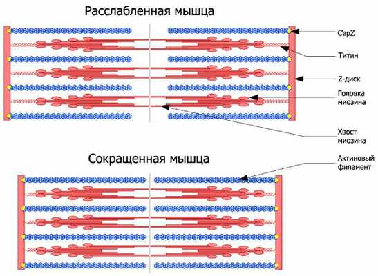 Рис. 1. Классическая картинка, показывающая структуру мышцы