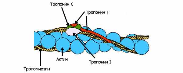 Рис. 2. Актиновые микрофиламенты обмотаны регуляторными белками — тропомиозином и прикрепленным к нему тропонином, состоящим из трех различных субъединиц