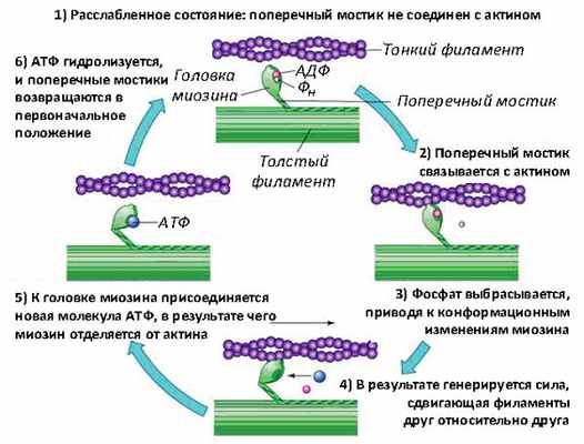 Рис. 3. Схема мышечного сокращения (классический цикл Лимна–Тейлора)