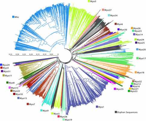 Рис. 4. Устрашающая схема, показывающая, какое астрономическое существует количество миозиновых моторов.