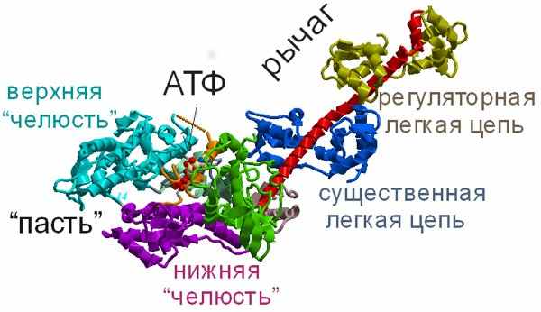 Рис. 7. Структура миозина. Легкие цепи вокруг хвоста выполняют регуляторную роль в гладких мышцах и в немышечных миозинах. 