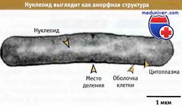 Нуклеоид бактерий