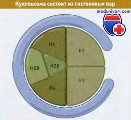 Гистоны нуклеосомы