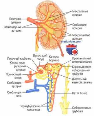 физиология почек