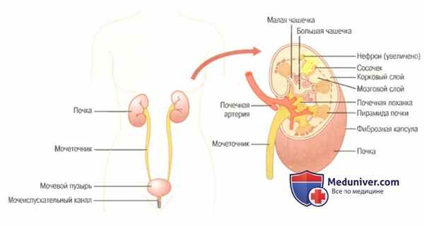 физиология почек