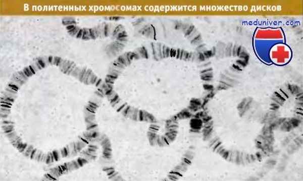 Диски политенных хромосом