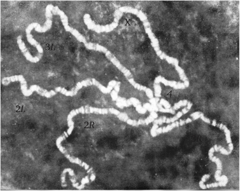 Политенные хромосомы слюнных желез дрозофилы