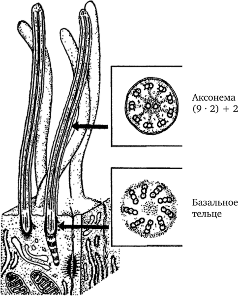 Строение реснички