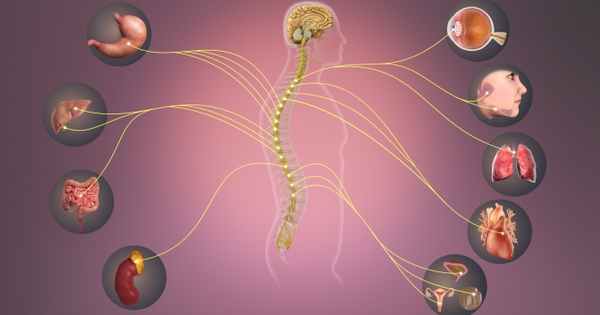 Симпатическая нервная система – строение, функции и особенности работы