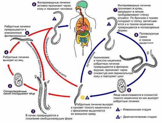 Жизненный цикл угрицы кишечной