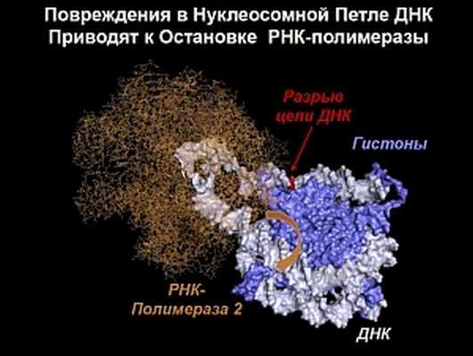 Предполагаемая структура