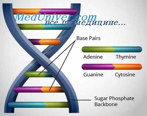 структура ДНК