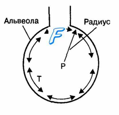 Альвеолы. Сурфактант. Поверхностное натяжение слоя жидкости в альвеолах. Закон Лапласа.