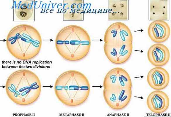 цитология гаметогенеза