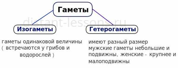 гаметогенез