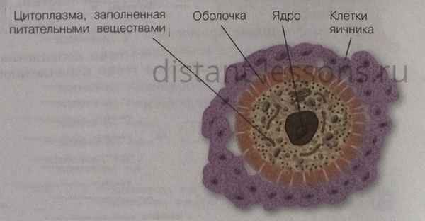 стадии гаметогенеза