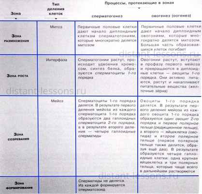 стадии гаметогенеза
