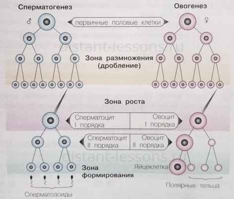 стадии гаметогенеза