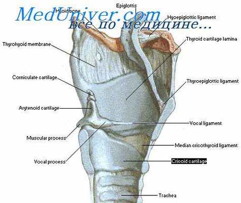 суставы гортани