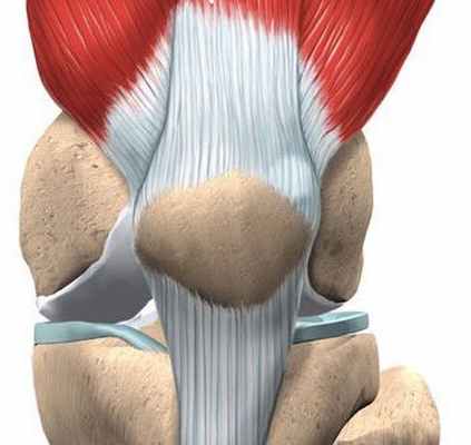 анатомия коленного сустава