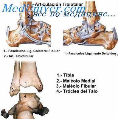суставная щель голеностопного сустава