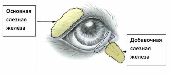 Рисунок 2. Схема слезных желез
