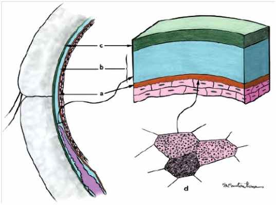 Рисунок 1. Слезная пленка