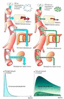 Сила и длительность действия ЛВ в зависимости от связывания с белками плазмы