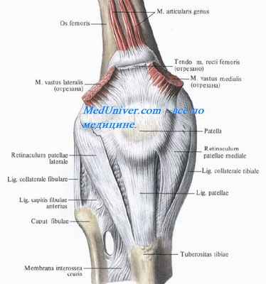 Связки укрепляющие коленный сустав. Связки коленного сустава. Коллатеральные связки коленного сустава