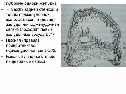 Глубокие связки желудка – между задней стенкой и телом поджелудочной желе. 