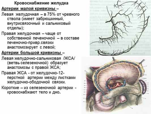 Кровоснабжение желудка Артерии малой кривизны – Левая желудочная – в 75% от. 