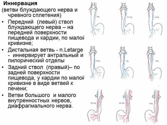 Иннервация (ветви блуждающего нерва и чревного сплетения) Передний (левый). 