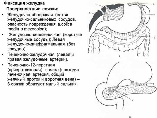 Фиксация желудка Поверхностные связки: Желудочно-ободочная (ветви желу. 