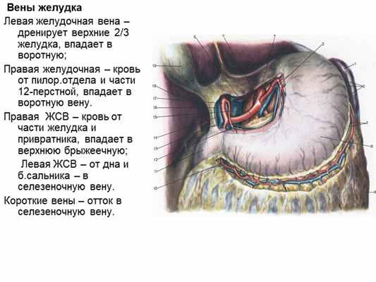 Вены желудка Левая желудочная вена – дренирует верхние 2/3 желудка, впадает. 
