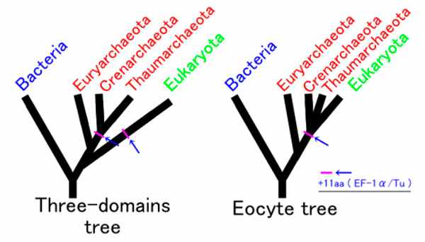 Рис. 2. Трехдоменный (слева) и двухдоменный варианты древа жизни