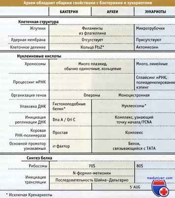 Археи с общими свойствами прокариот с эукариотами