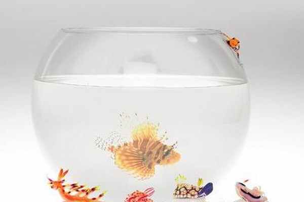 Ядовитая статья: Зоотоксины