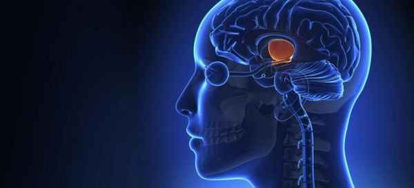 Таламус функции