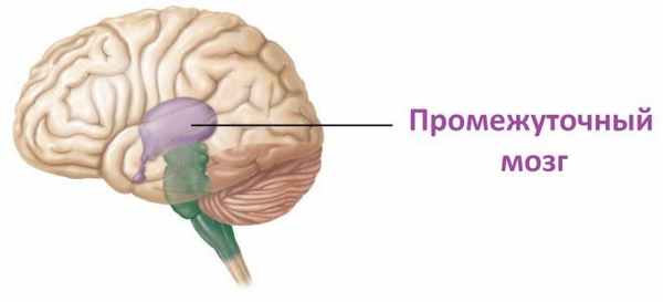Промежуточный мозг расположение